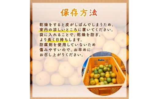 【早期予約】大人気 安和ポンカン秀品 5kg 【ヤマデ農園】 5kg秀品