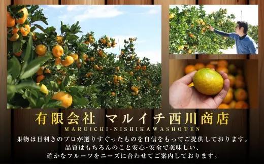 【規格外品】熊本市産 完熟 蜜柑 ご家庭用 12kg 【2026年9月上旬～2027年2月上旬迄発送予定】 みかん ミカン 果物 フルーツ