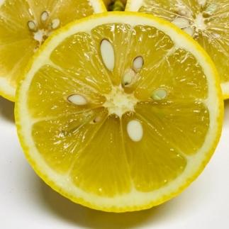 紀州和歌山 有田レモン 約3kg［農家直送］［先行予約］［MS68］