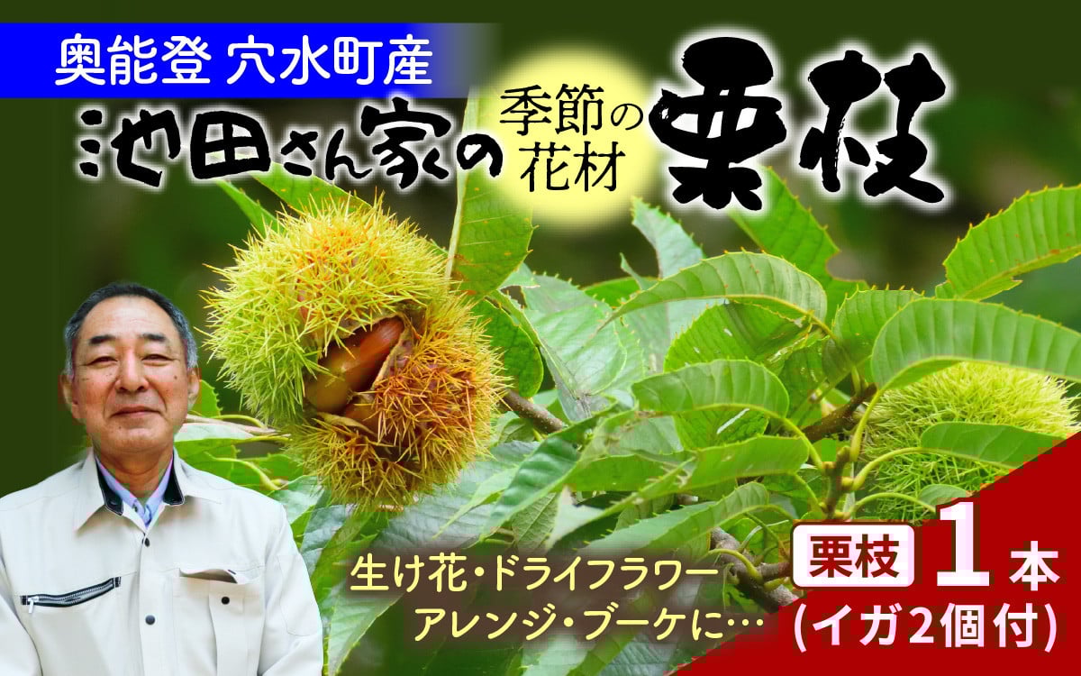 
            【先行予約】季節の花材 栗枝 1本（約35～38cm）【2025年9月下旬以降順次発送】/ 奥能登 能登半島 フラワーアレンジ ブーケ 花束 生け花 華道 花 お花 能登栗 栗 くり
          