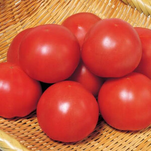 大玉フルーツトマト　約900g(13～15粒)(県内共通返礼品:つくばみらい市産) (BR141)