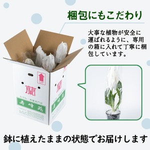 【個数限定】開花済 のものをお届け! 寿峰苑特選えびね蘭　店主おすすめ開花済プラチナコース（4本） 鹿児島 冠岳 で育った 蘭〈お届け時期:3月下旬から4月中旬まで〉【E-149H】
