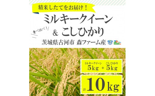 
食べくらべ！特別栽培米　こしひかりとミルキークイーン5kgずつのセット | 米 こめ コメ 10キロ 特別栽培米 食べ比べ 食べくらべ こしひかり コシヒカリ ミルキークイーン みるきーくいーん 古河市産 茨城県産 贈答 贈り物 プレゼント 茨城県 古河市 直送 農家直送 産地直送 送料無料 _BI01
