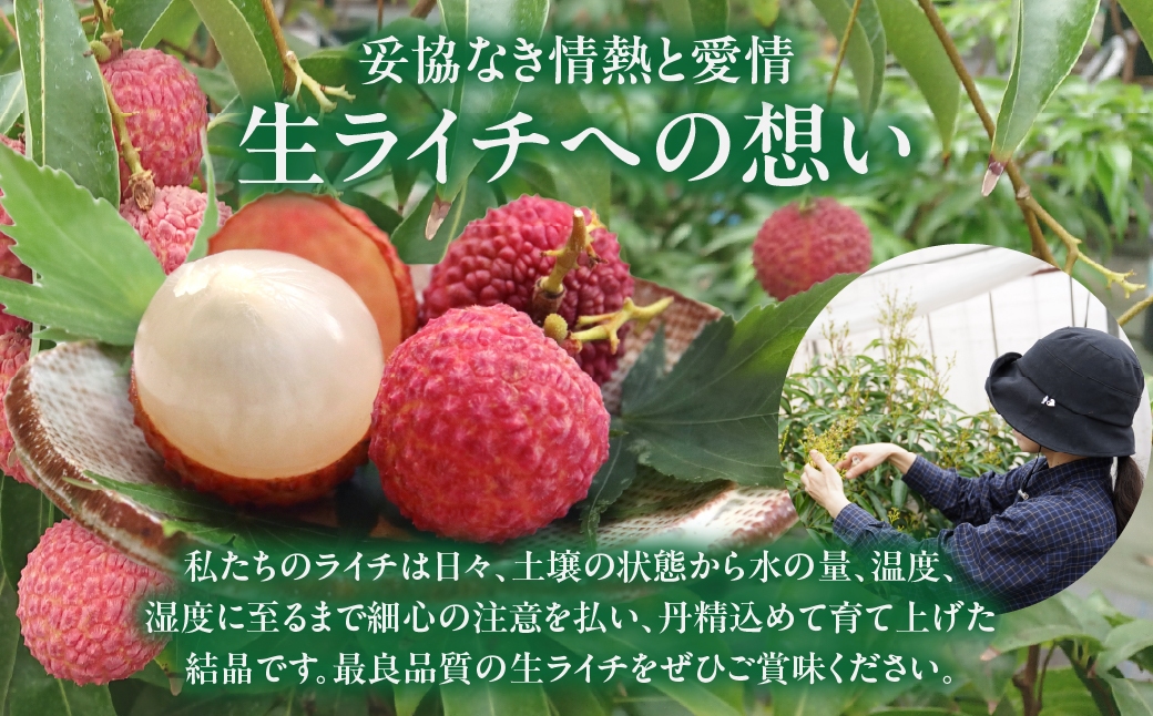 【数量限定】希少 綾生ライチ お裾分けセット  [６パック] 宮崎県 綾町産 ライチ 国産ライチ 果物 フルーツ 生ライチ 産地直送 期間限定 お中元 小分け 送料無料【JA綾町】_A0114-1051