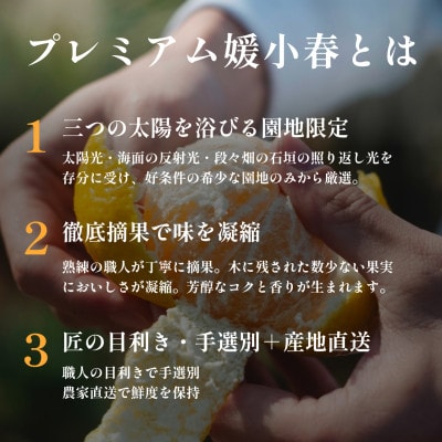 【数量限定】老舗農家が見極めたプレミアム【媛小春2kg×2箱】 愛媛県新品種【F70-117】【1683928】