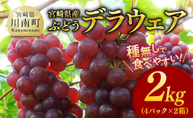 
【令和7年発送】宮崎県産ぶどう　デラウェア2kg【先行予約 フルーツ 先行受付 ブドウ 期間限定 葡萄 数量限定 九州産 宮崎県産 川南町産】
