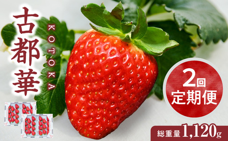 【1～3月発送】高級いちご「古都華」　2回定期便