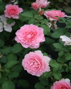 バラ苗鉢植え「ヒーリング」 バラ 苗 1鉢 四季咲き 鉢植え 花 ヒーリング 6寸鉢 2年生苗 ガーデニング 初心者 母の日 父の日