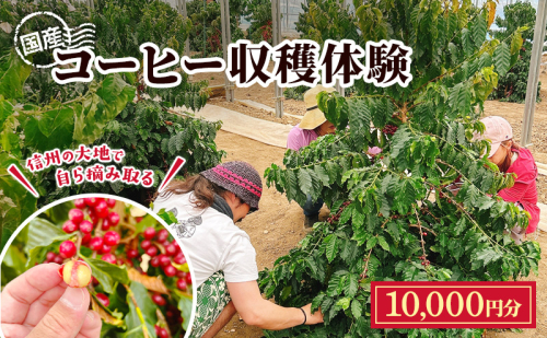 信州の大地で、自ら摘み取る「国産コーヒー収穫体験2名様分」10,000円分 コーヒーチェリー 収穫 試飲 体験 信州