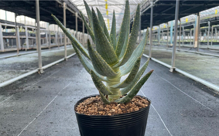 アロエ ディコトマ 1株 長与町／アグリューム Aloidendron dichotomum（Aloe dichotoma）[EAI138]