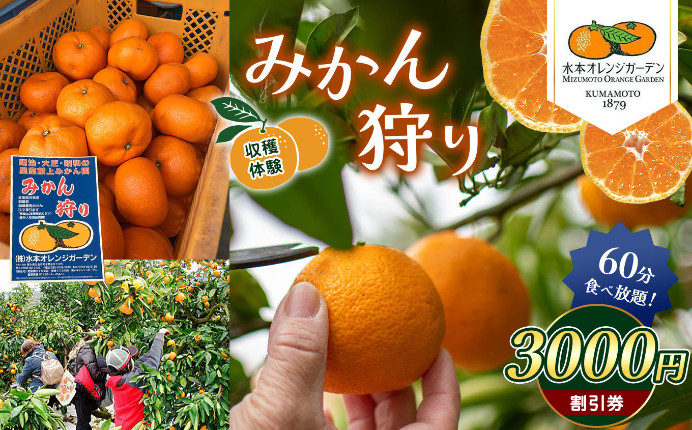 
みかん狩り 収穫体験 （ みかん60分食べ放題 ） 3000円割引券 水本オレンジガーデン | みかん狩り 食べ放題 割引券 チケット イベント 極早 生早生 金峰 不知火 せとか バーべキュー 熊本県 玉名市
