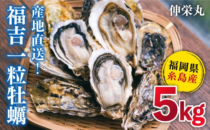 
一粒牡蠣 カキ 5kg (牡蠣ナイフ付き) 糸島産 福吉 糸島市/伸栄丸 カキの佐々木 牡蠣 生カキ 生食用 殻付き カキ 生牡蛎 生食可 [ATH003]
