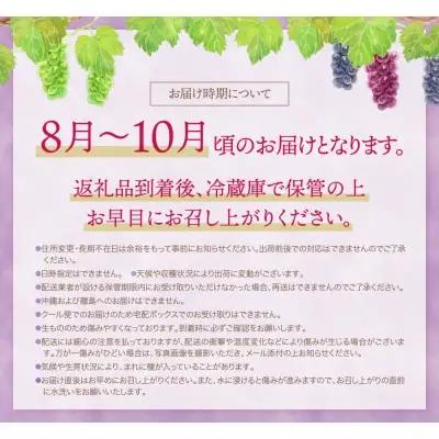 Y20-03 【2026年発送】《予約受付》 季節のぶどう3種セット 約1.5kg シャインマスカット ピオーネ クイーンニーナ ナガノパープル バイオレットキング マイハート マスカ・サーティーン 