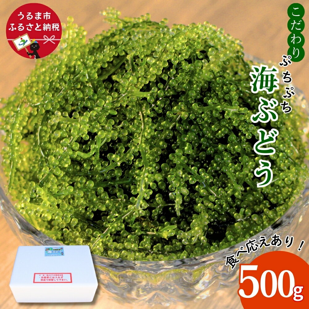 【ふるさと納税】こだわり海ぶどう 500g【うるま市産】沖縄 ふるさと納税 海ぶどう ぷちぷち 大容量 海の宝石 サラダ 海鮮丼