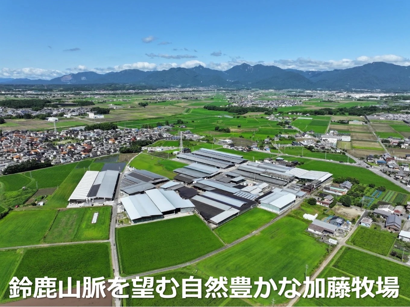 ＜定期便＞松阪牛の品評会で最優秀賞受賞歴のある 加藤牧場の黒毛和牛 ロース・肩ロース 1kg　【５回発送】/ 牛肉　国産牛　黒毛和牛　ロース　肩ロース　肉　上質　人気　おすすめ　三重県　四日市市　ふる