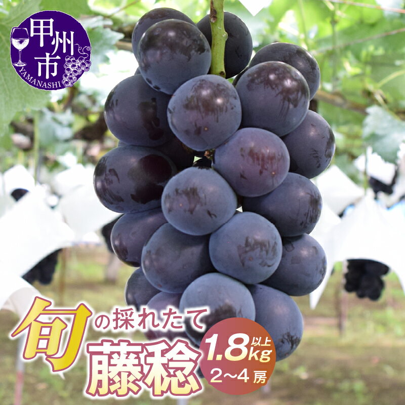 【ふるさと納税】 藤稔 ぶどう 2026年 先行予約 1.8kg以上 2房〜4房 冷蔵 大玉 黒系 産地直送 8月 9月 発送 葡萄 ぶどうの王様 果物 甘い 大きい フルーツ くだもの 果汁たっぷり 旬 採れたて 人気 山梨県 甲州市 （HO） 【B12-147】