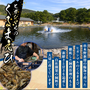 鹿児島県産！冷凍クルマエビ 1000g クルマエビを合計40尾！クルマエビ1尾あたり25g　急速冷凍をかけたクルマエビをお届けします 車海老 車えび 車エビ【C-183H】