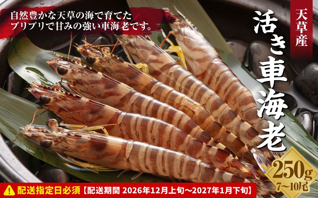 
                  【指定日必須】活き車海老250g えび エビ 海老 車海老 車えび 250g 1パック 7～10尾 熊本県 上天草市【配送期間 2026年12月上旬～2027年1月下旬】
                