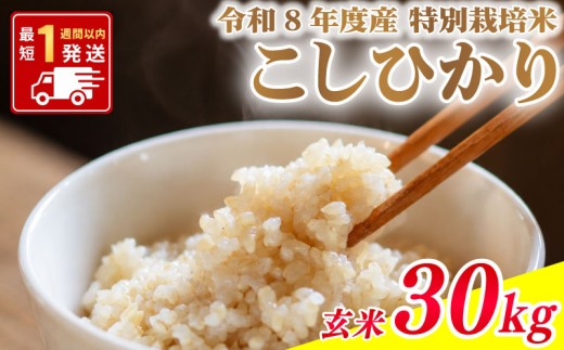 特別栽培米 コシヒカリ 玄米 30kg 令和8年度産 新米 玄米30kg 事前予約 国産 ブランド米 お米 美味しい 米 米30kg こしひかり30kg 玄米30kg ご飯 ごはん お弁当 kome okome おいしい おむすび おにぎり グルメ 朝食 送料無料 kosihikari 数量限定 koshihikari 農家直送 茨城県 鹿嶋市 【2026年9月中旬以降順次発送】