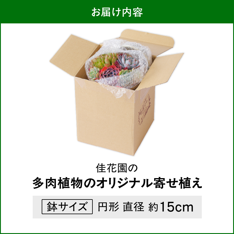 【佳花園】多肉植物のオリジナル寄せ植え