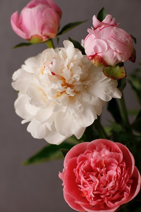 花 湘南のシャクヤク 切り花 13本入り 大谷芍薬園 花束 ※色指定不可 植物 切花 