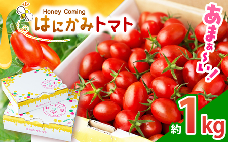 【先行予約】太陽の恵みをたっぷり浴びた はにかみトマト 約1kg ｜ 野菜 トマト フルーツ トマト ミニトマト 特産品 栃木県 真岡市 人気 お試し リコピン 豊富 1キロ 寄附 ベジタブル 果物 人気 高評価 野菜 送料無料