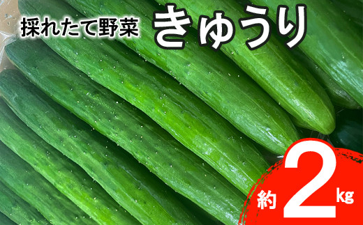 新鮮野菜  きゅうり 約 2kg  詰合せ セット 【1287】