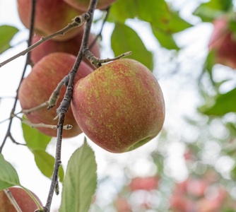 葉とらずりんご　約3kg【2025年12月下旬発送】サンふじ_家庭用_林檎_青森県五所川原市_中川農園