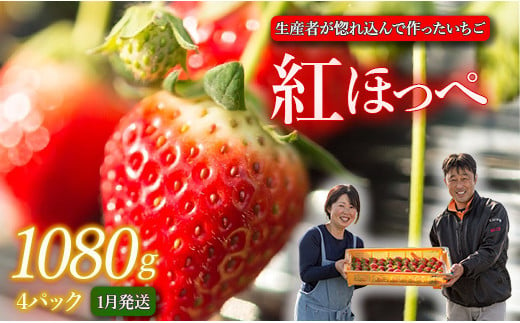 生産者が惚れ込んで作るいちご【1月発送】いちご 1080g 270g×4 イチゴ 苺 ストロベリー 紅ほっぺ べにほっぺ 送料無料 取り寄せ おすすめ 人気 プレゼント ギフト 国産 内容量 予約受付 選べる 贈答 お好み 定期 美味しい 果物 茨城  2025年分 予約受付 鉾田 村田農園 紅ほっぺの村田