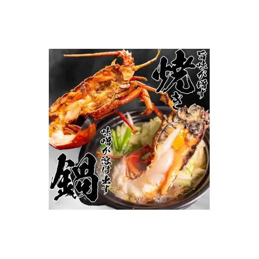【伊勢海老】 特大伊勢海老 5匹