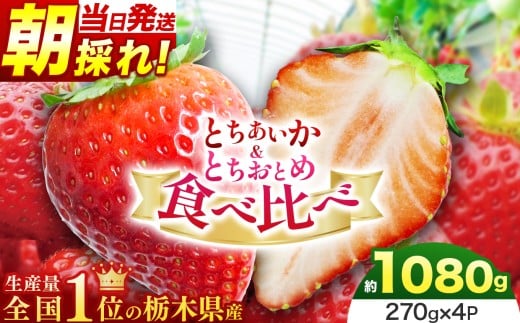 朝採れ当日発送！とちあいか＆とちおとめ食べ比べ 約270g×4P | 苺 イチゴ 大粒 甘い 贈答用 数量限定 果物 フルーツデザート 人気 贅沢 たっぷり 大容量 朝採れ当日発送 とちおとめ とちあいか いちご  栃木県 那珂川町 送料無料