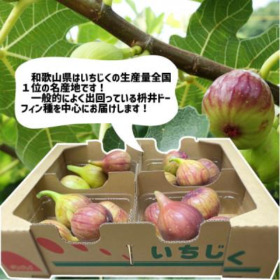 ふるさと納税 紀の川市 いちじく 4パック(約1.2kg) 和歌山県 紀の川市産 |  | 01