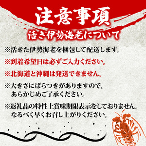 活き 伊勢海老 1kg 前後 3尾 ～ 5尾