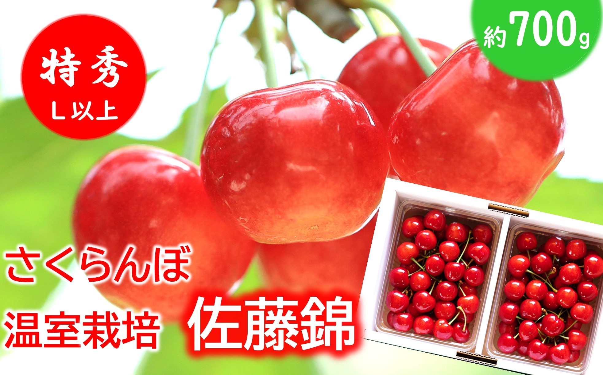 
                  【令和8年産先行予約】 温室さくらんぼ 「佐藤錦」 約700g (特秀 L以上) バラパック詰め 《令和8年5月下旬～発送》 『松田観光果樹園』 サクランボ 生産農家直送 温室栽培 果物 フルーツ デザート 先行予約 山形県 南陽市 [2617]
                
