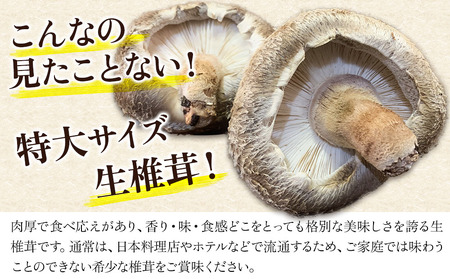 特大 原木生椎茸 400g×2 | きのこ しいたけ 原木栽培 生しいたけ どんこ 大分県産 九州産 国産 大分県 中津市