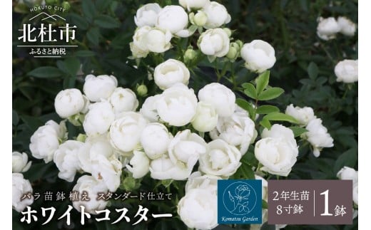 バラ苗鉢植え「ホワイトコスター・スタンダード仕立て」　バラ 苗 四季咲き 鉢植え 花 8寸鉢 2年生苗 ガーデニング 母の日 父の日