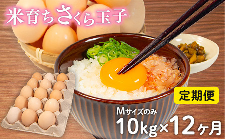 定期便 卵 10kg × 12ヶ月 割れ補償 5個 Mサイズ のみ 約 160個 × 12回 定期便 国産 米育ち さくら玉子 さくら卵 鶏 さくら コク 濃い 卵黄 風味 とれたて 生 たまご 地産地消  国産鶏 玉子 産みたて 新鮮 黄身 卵 かけ ご飯 たまご かけ ごはん 玉子 丼  卵 焼き すき焼き 目玉 焼き 玉子 スープ 茶碗蒸し ゆで たまご サンド 大容量 滋賀県
