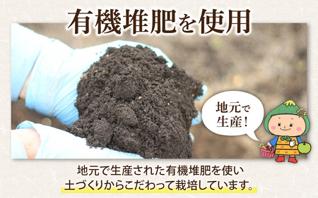 【令和7年産 新米】【福井県大野市】さかだに棚田清流米！(コシヒカリ)10kg「今話題の、あのバンドのロケ地！」