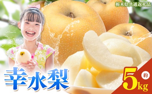 【2026年先行予約】栃木県産 梨 幸水 5kg | こうすい なし ナシ 完熟 果物 フルーツ プレゼント ご褒美 お取り寄せ 贈答 おいしい ジューシー 数量 限定 栃木県産 栃木県 真岡市 減農薬 送料無料