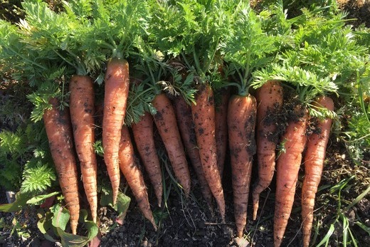 高知の旬をお届け 「 中里自然農園 ・ 旬のお野菜便 」