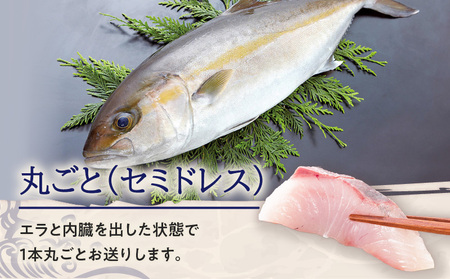 鹿児島県産 カンパチ 約3.5kg 一本丸ごと（ セミドレス ） 活〆 K294-003_01 魚