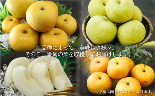 【期間限定】 梨  5kg 品種 おまかせ 8月下旬～9月下旬発送 岡喜農園 令和8年産 数量限定 なし ナシ 幸水 豊水 品種 2026年産 夏 フルーツ 果実 くだもの 竜王産 滋賀県 竜王町 送