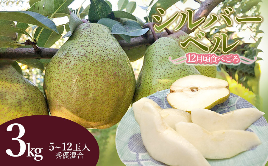 
            【令和7年産 先行予約】シルバーベル（洋梨）約3kg（5～12玉入）　庄内産直センター
          