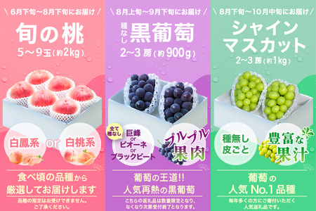 【2026年発送 先行予約】3回定期便 旬のフルーツ定期便（桃2㎏・種無し黒葡萄2～3房・シャインマスカット2～3房）180-010-26y