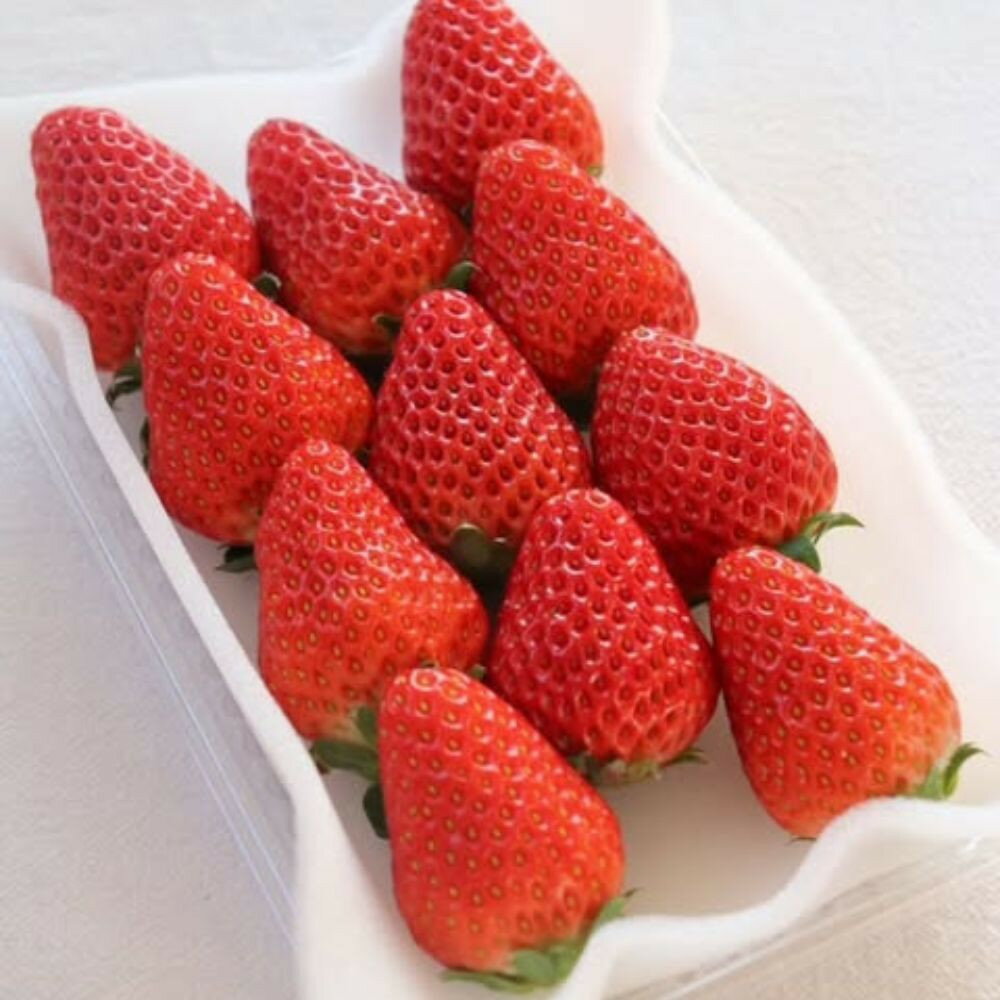 【ふるさと納税】Sランク★静岡県産いちご 紅ほっぺ250g×2パック(1パック約250g 8～14粒）【北海道・沖縄・離島 配送不可】 | いちご 紅ほっぺ 冷蔵 フルーツ 果物 くだもの 食品 人気 おすすめ 送料無料