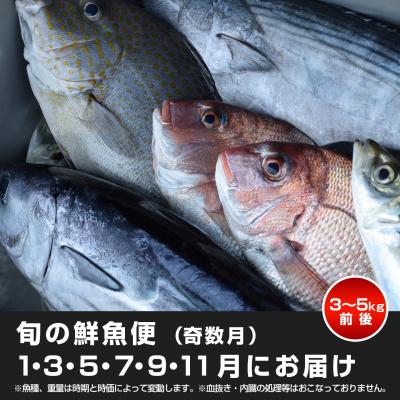 ふるさと納税 大月町 【定期便6回】山田さんちの鮮魚便(奇数月) |  | 03