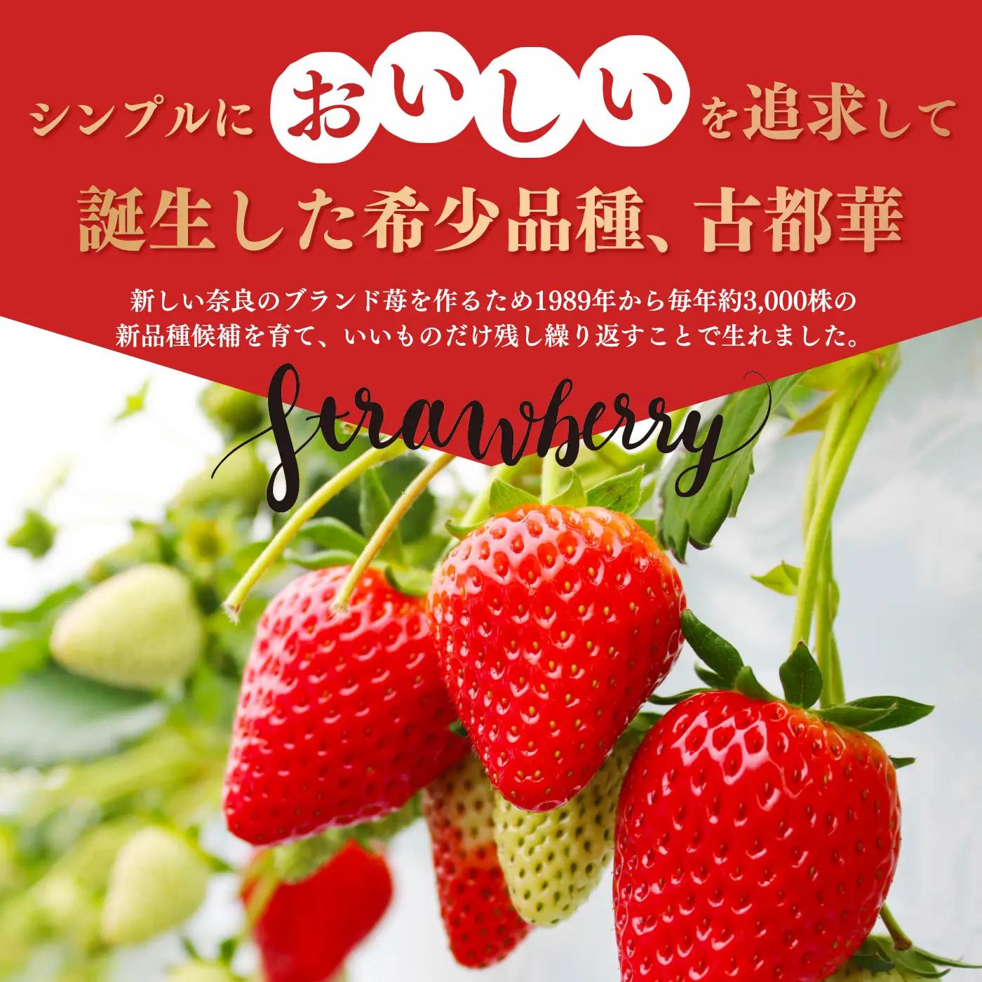 平群 の 古都華 サイズ おまかせ （ M ～ 2L サイズ） 2ケース （ 4パック ）| フルーツ いちご 古都華 先行予約 奈良県 平群町