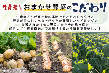 【生産者直送】鹿島市産　生産者おまかせ野菜２回定期便（夏５月～７月、秋９～１１月）　B-739