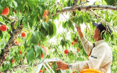 No.1537【全3回】桃プレミアム定期便【2025年発送】