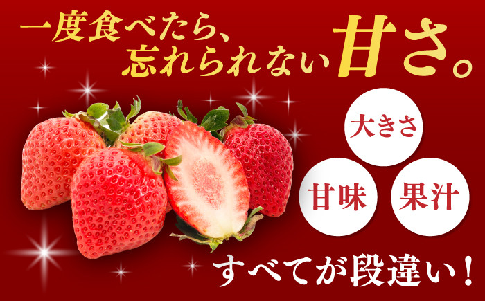 果物 あまおうDX等級。いちご イチゴ 苺